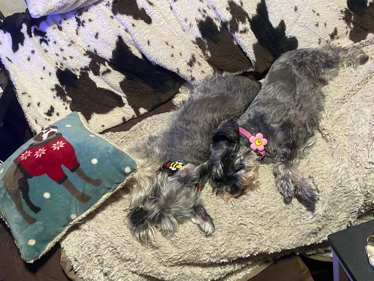 Customer photo review of Daisy Pink Jiby Dog Charm