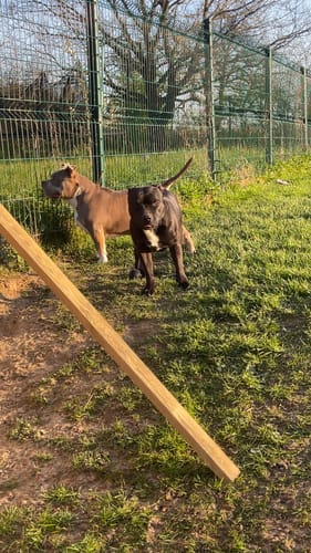 Photo d'un client montrant ses deux chiens dans un jardin, en lien avec son avis sur le collier PuppySafe.