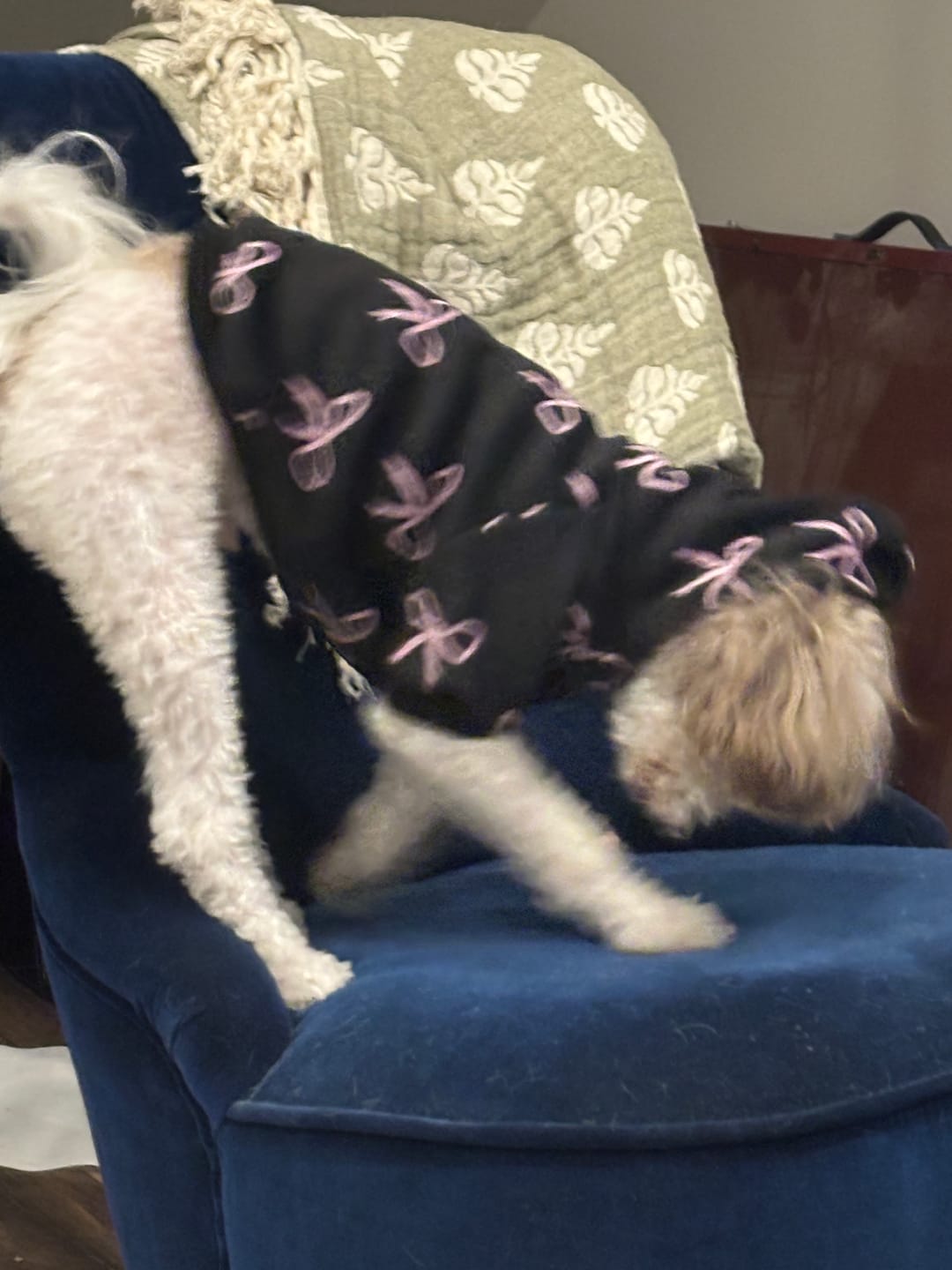 Customer photo review of Coquette Dog Hoodie
