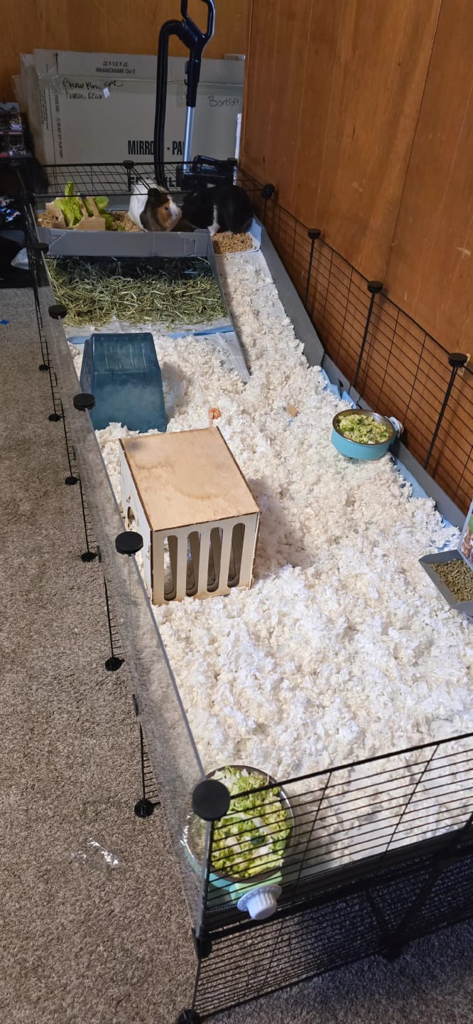 Customer photo review of 6x2 C&C Guinea Pig Cage with Loft & Stand