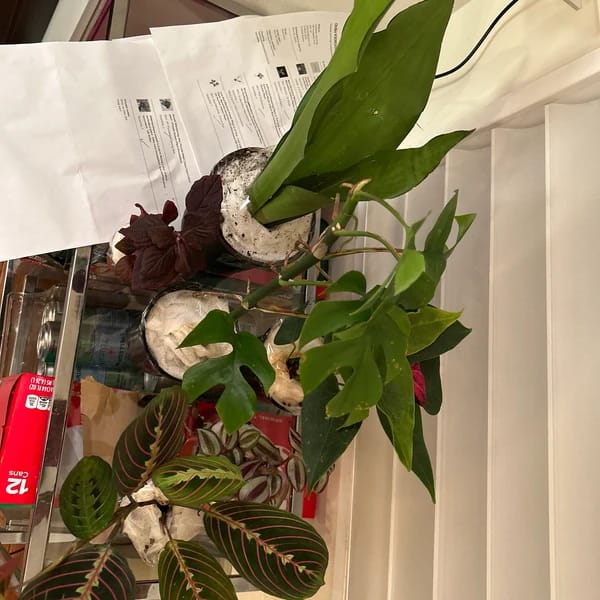 Customer photo review of Purple Wandering Jew in 3" Grow Pot | Easy Care Indoor Plant  | Live Wandering Dude Houseplant | Purple Plant For Indoors | Beginner Friendly Plant | Low Light Plant