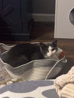 Customer photo review of Instinct Basket | Meet the first research-backed natural territory for indoor cats
