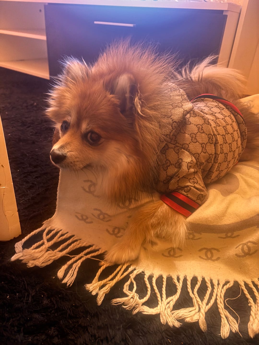 Customer photo review of Zoi Dog Jacket