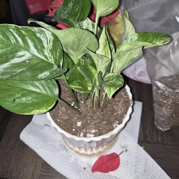 Customer photo review of RARE Marble Pothos Cuttings - Gorgeous Variegated Indoor easy care house plant, Marble Pothos, White and Green variegation propagation plant