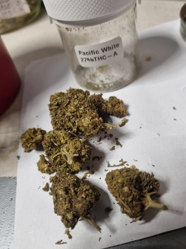Customer's image showing dried, crumbly pieces of Golden Mousse on a white surface with a jar in the background.