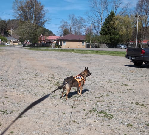 Customer's dog wearing the orange Team K9 Dog Harness while standing in a large gravel lot on a sunny day.