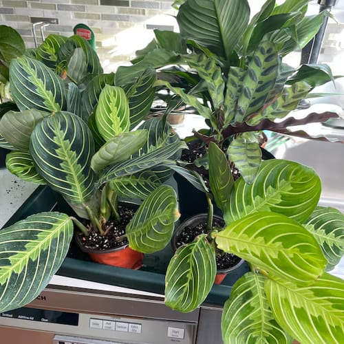 Customer photo review of Live Lemon Lime Prayer Plant - Low Light Office Plant - Maranta Leuconeura - Potted Gift houseplant - Air Purifier Indoor Plant - Gift Plant