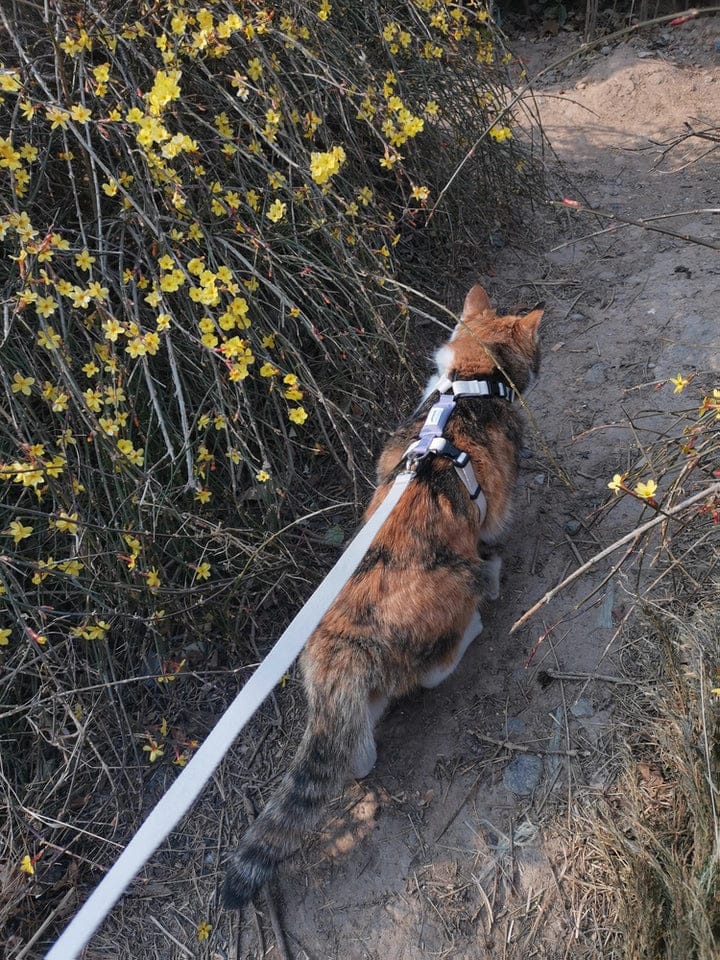 Customer photo review of Valora Dual-Buckle Ultra-Lightweight H-Shaped Cat Harness and Leash Set