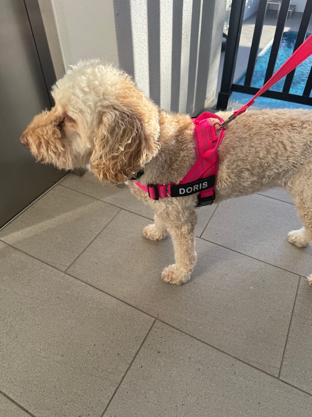 Customer photo review of The Good Dog Harness