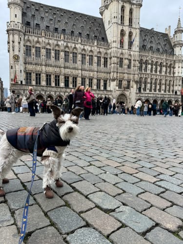 Customer photo review of WagWellies® Mojave