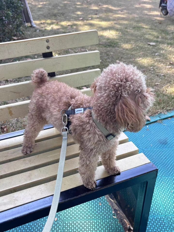 Customer photo review of Valora Ultra-Lightweight H-Shaped Escape-Proof Dog Harness and Leash Set