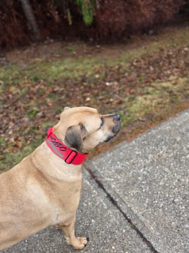 Customer photo review of 2" Tactik Dog Collar - Apple