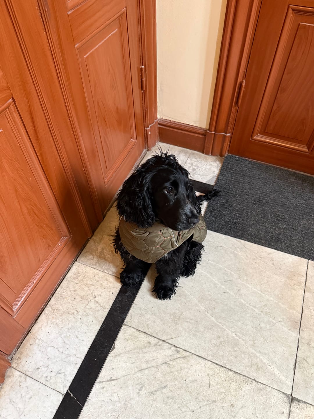 Customer photo review of Honey Comb Dog Coat