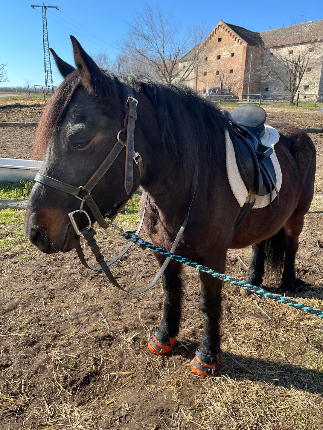 Customer photo review of Renegade® Viper Shield™ Hoof Boot - Arizona Copper