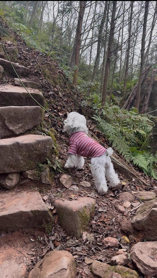 Customer photo review of BOBO One-piece Leash With Leather Handle