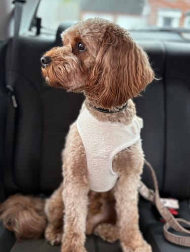Customer photo review of Marshmallow┃Bouclé Adjustable Harness