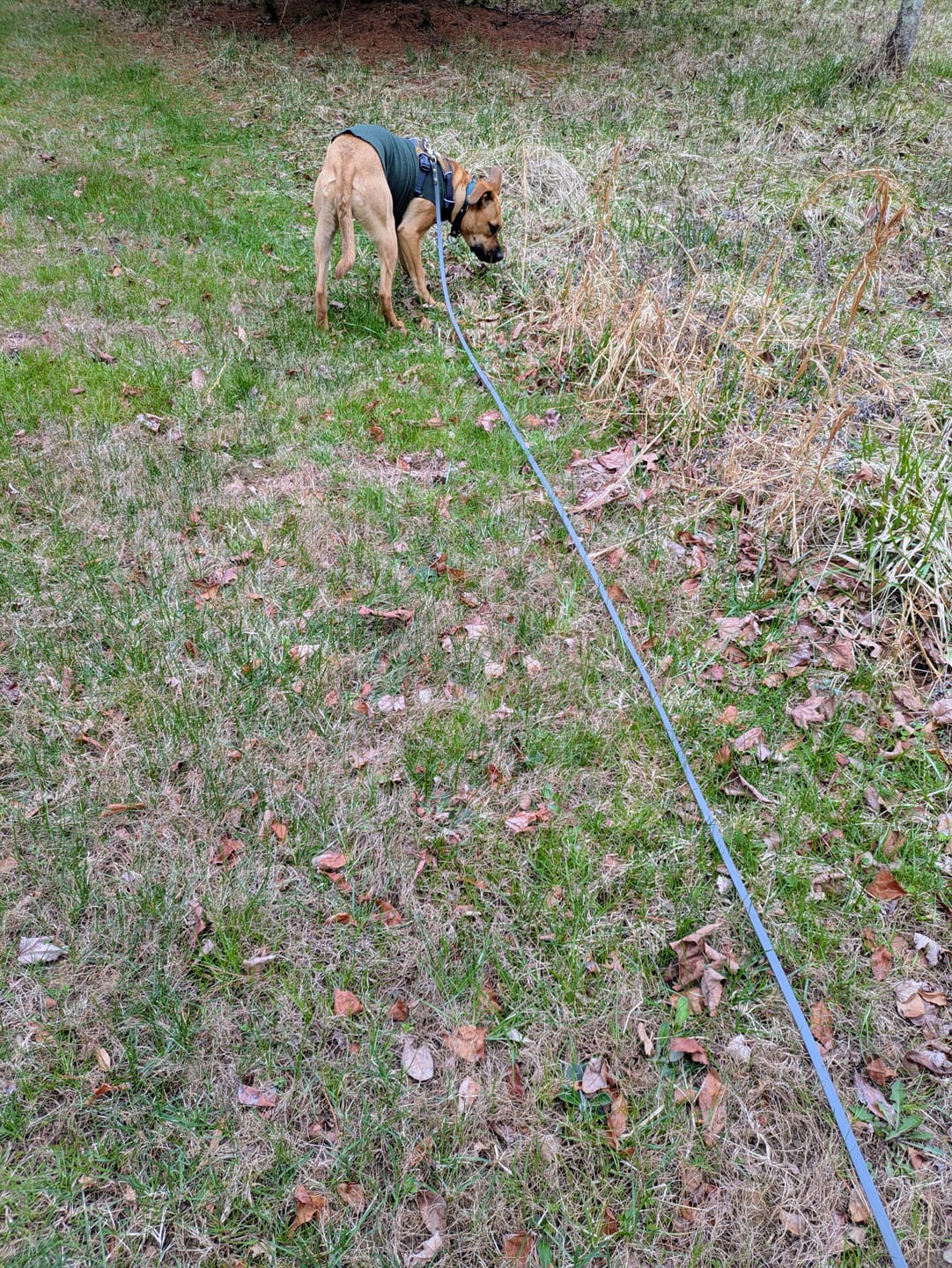 Customer photo review of Tracking, Competition & Lightweight Leash / Long Line