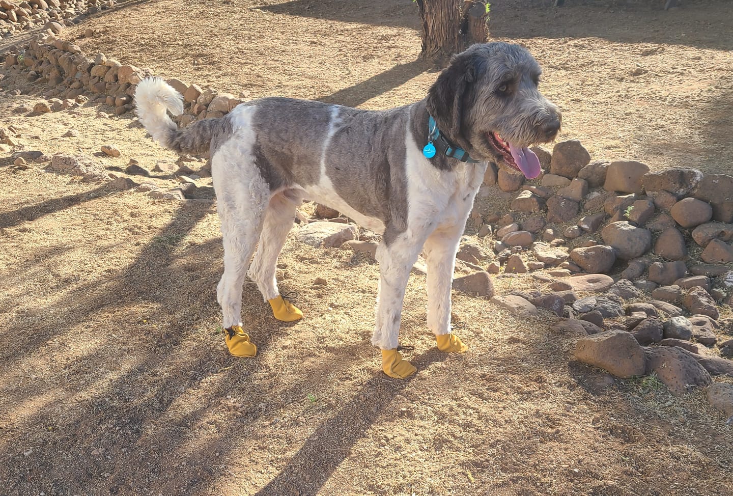 Customer photo review of The Lariat Cinch - Dog Boots