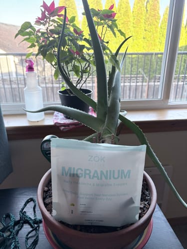 Customer's Migranium Daily pouch placed inside a potted aloe plant on a table near a window.