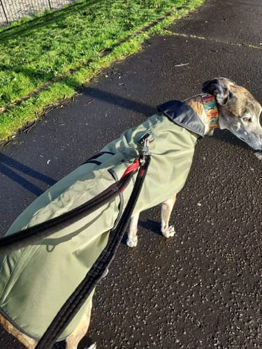 Customer photo review of Regna - Lightweight Summer Sighthound Coat with Harness Hole Zip