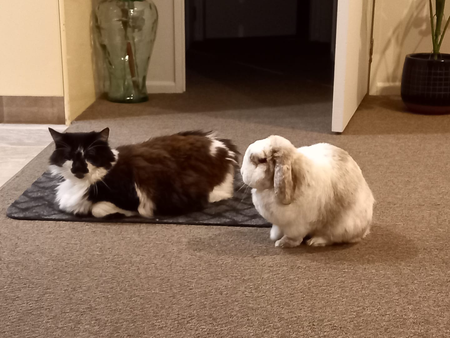 Customer photo review of Revolution for Cats