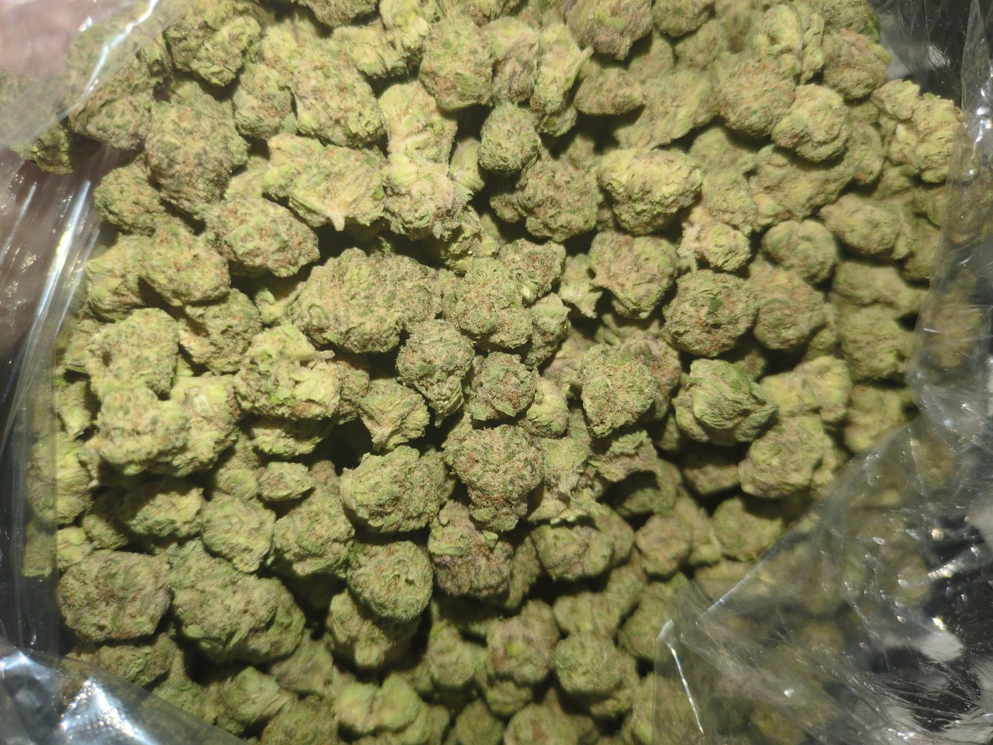 Customer photo review of Pave Pop Indoor Minis - Bulk Minis - Hybrid