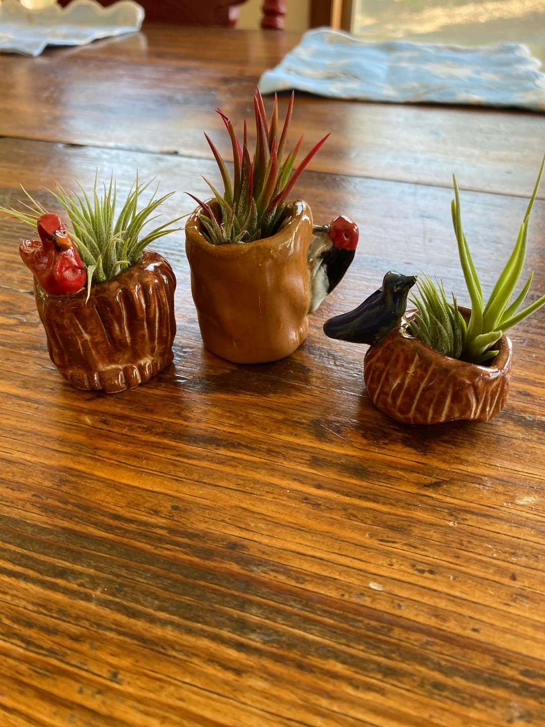 Customer photo review of Ionantha Guatemala