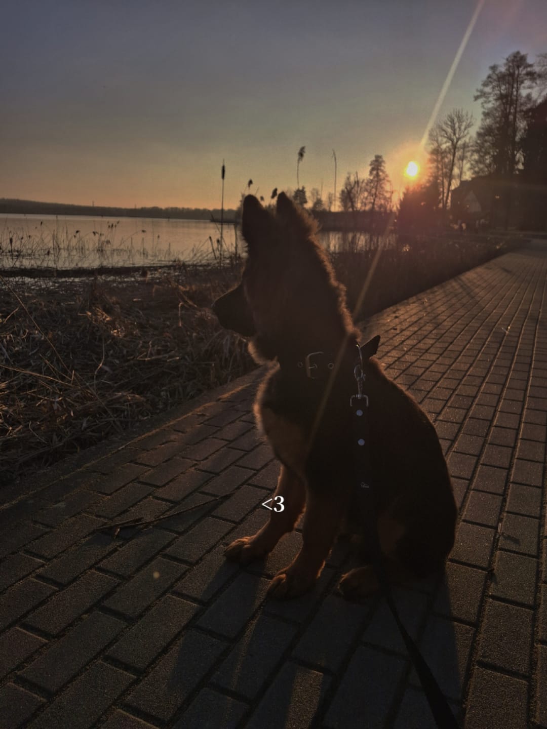Customer photo review of Active obroża i smycz - Active Set Czarna