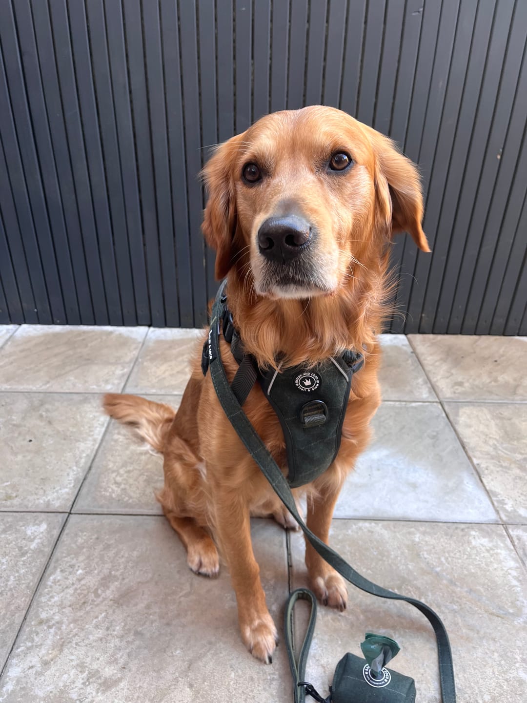 Customer photo review of Trail & Glow® Dog Harness Bundle Set - Forest Tweed