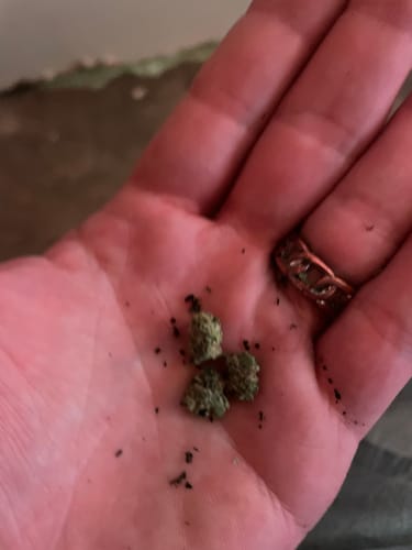 Customer photo review of After Dark | THCA Flower Smalls