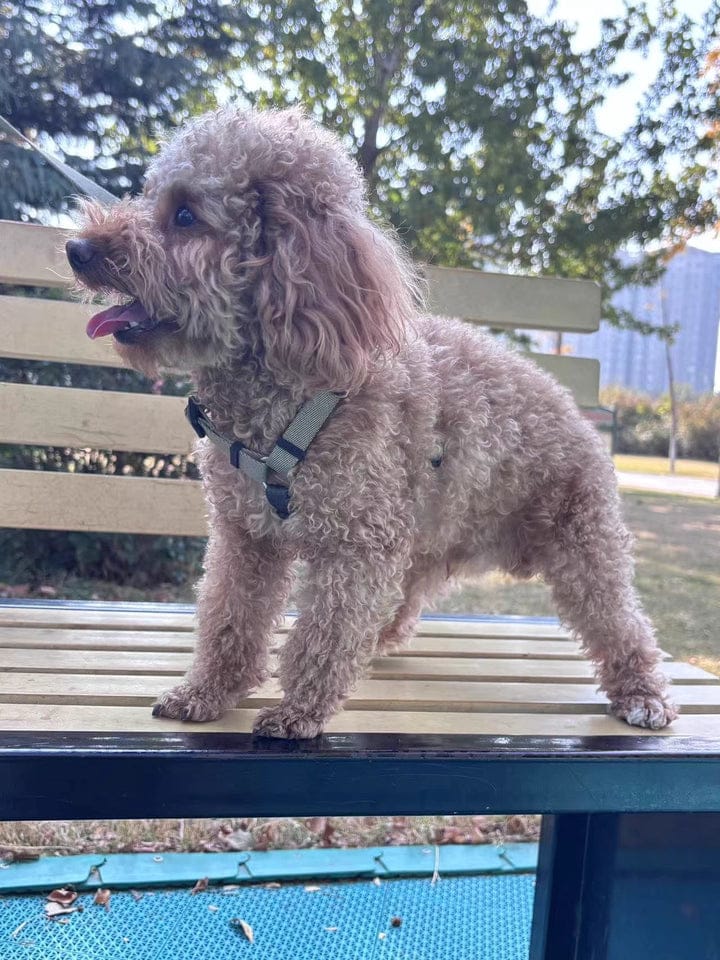 Customer photo review of Valora Ultra-Lightweight H-Shaped Escape-Proof Dog Harness and Leash Set