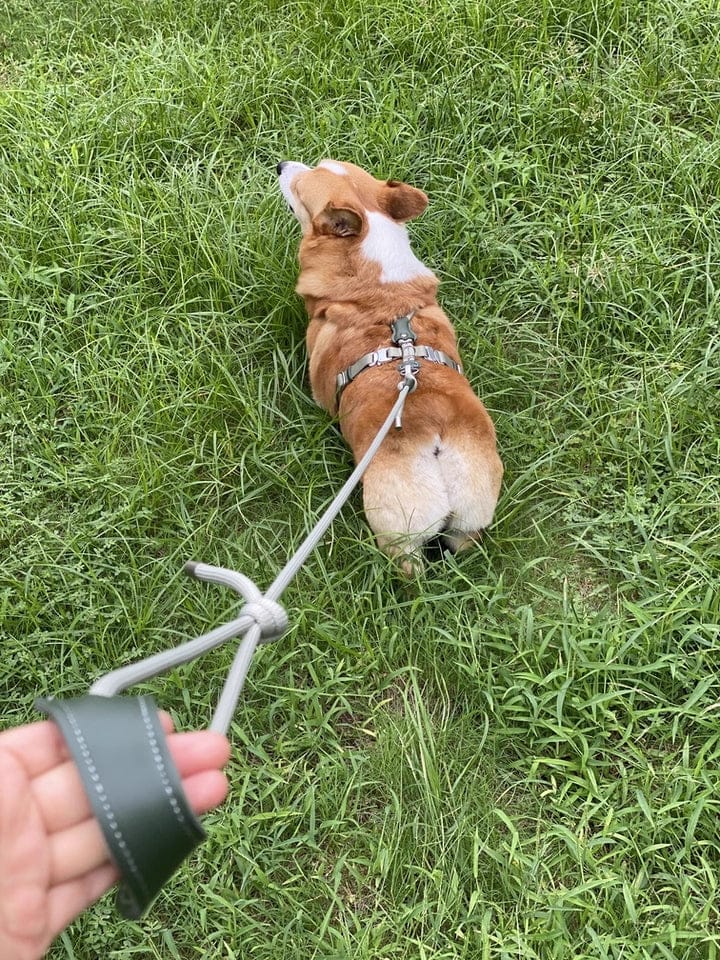 Customer photo review of H-Style Leather & Round Rope Adjustable Dog Harness – Harness only or Harness & Leash Set