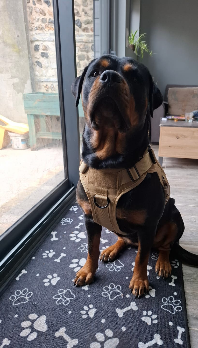 Customer photo review of Harnais tactique chien K9 - TactiK9 Pro : polyvalent et durable