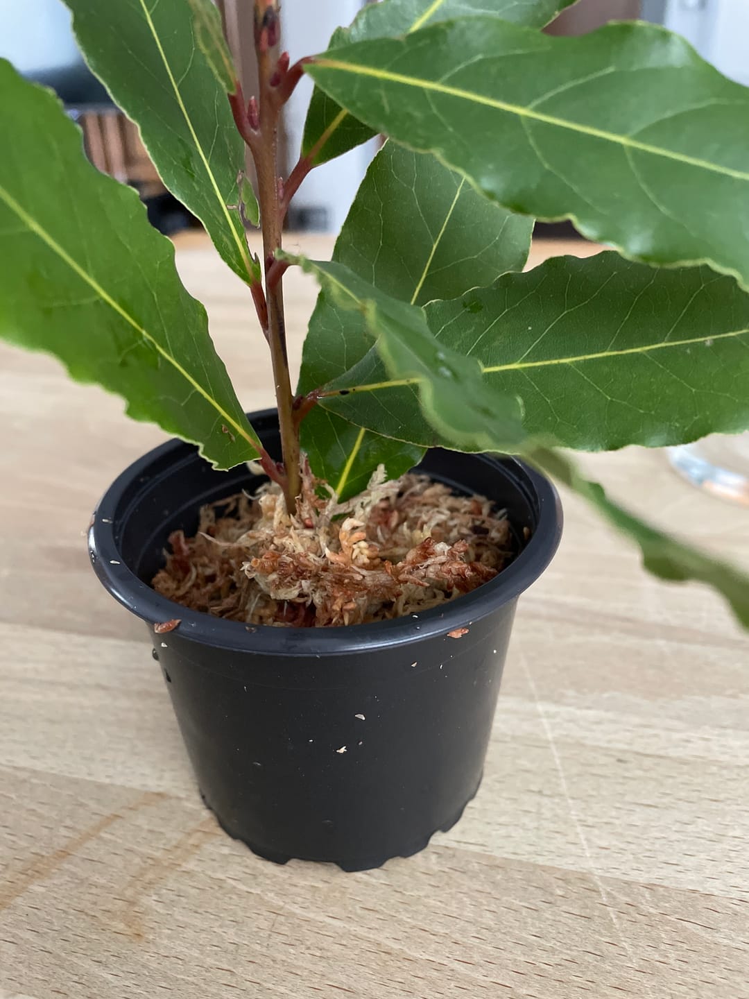 Customer photo review of SUBSTRAT - SPHAGNUM MOOS
