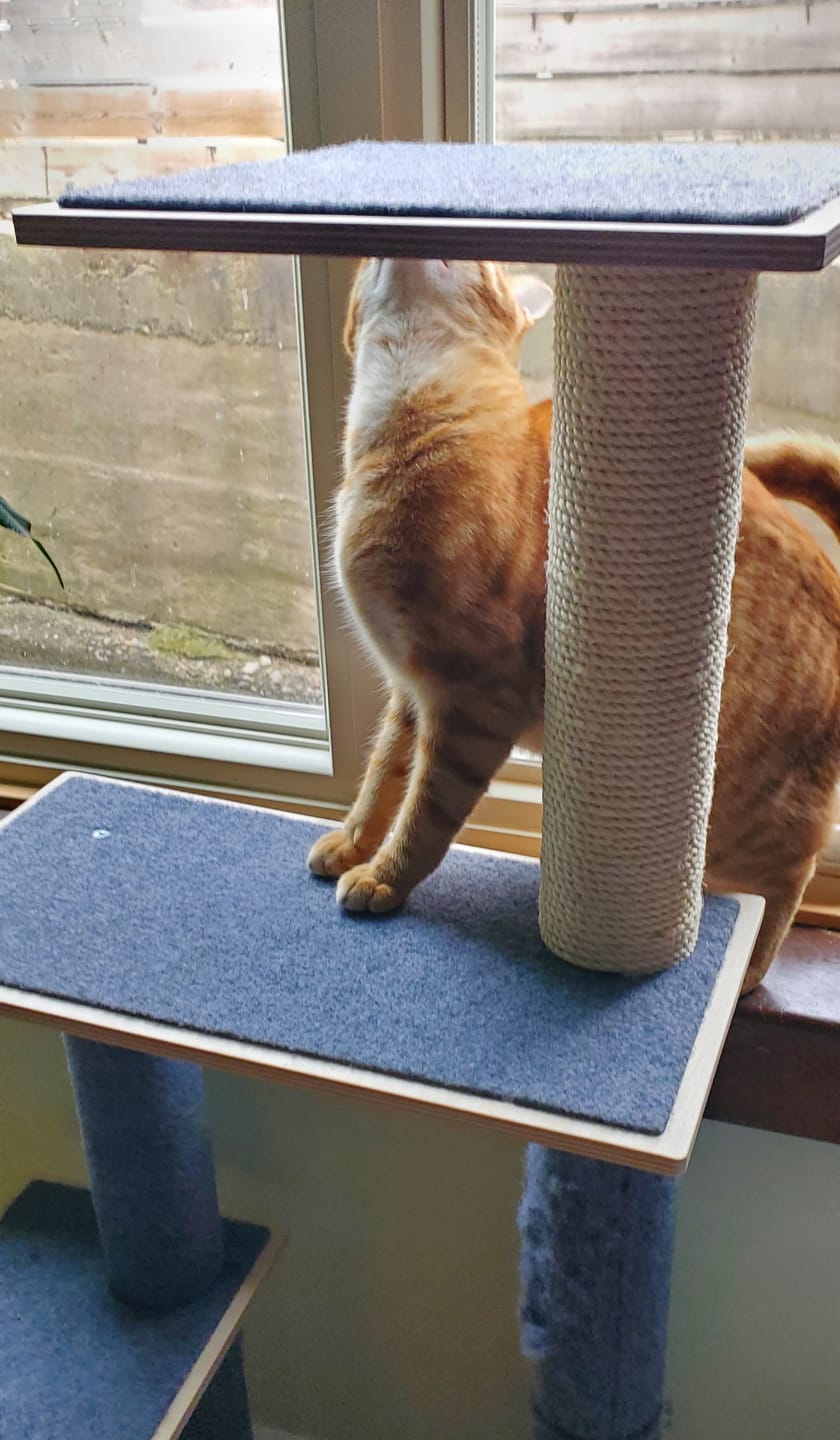 Customer photo review of Noba Modern Plywood 3-Level Cat Tree