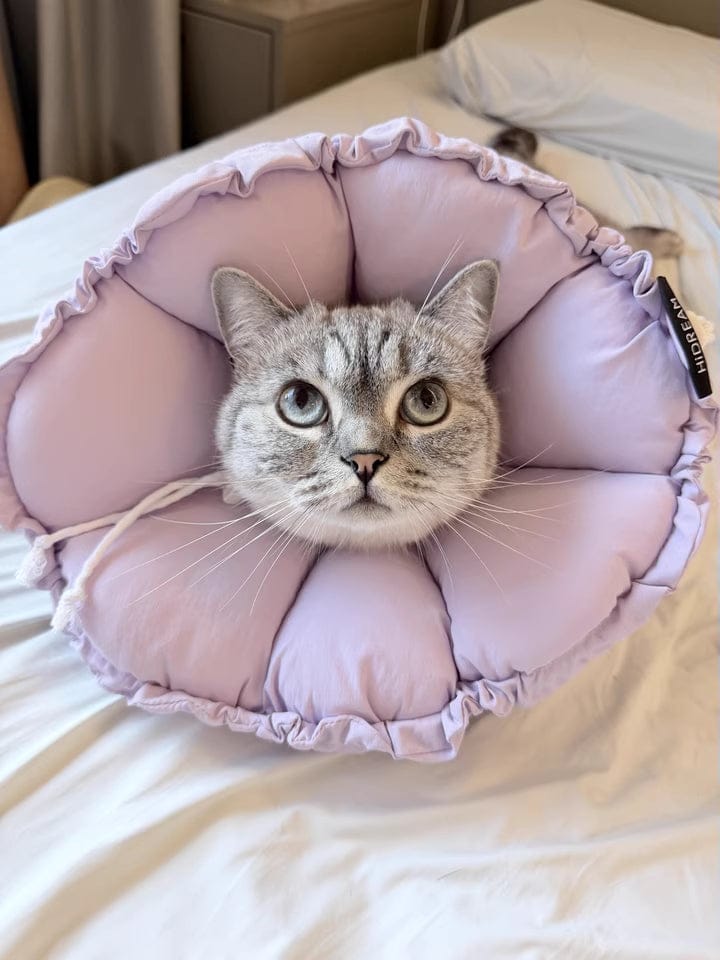 Customer photo review of Upgraded Floral Elizabeth Collar - Comfortable for Eating and Sleeping