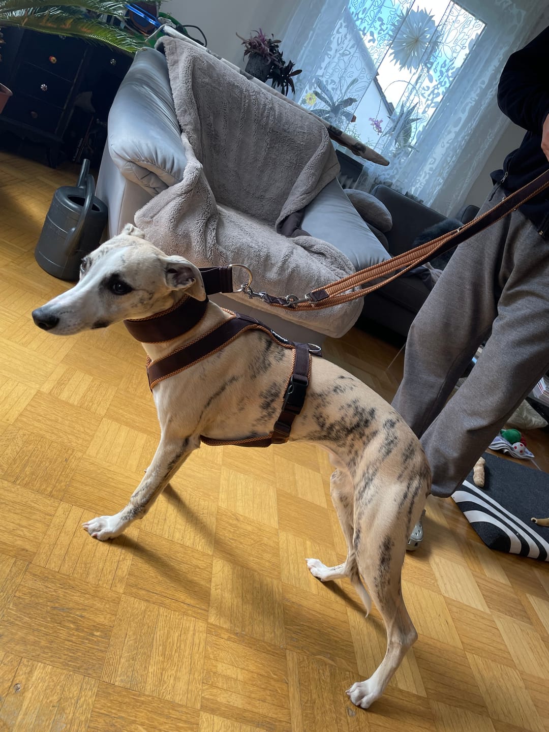 Customer photo review of Windhundgeschirr FUN "Toffee"