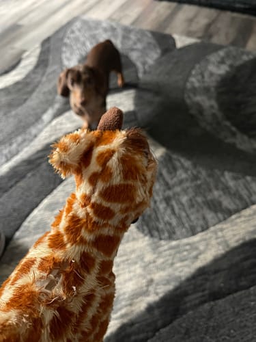 Customer photo review of Tough Plush - Triple Stitch