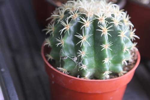 Customer photo review of Echinocactus grusonii intermedius | Short spined Golden Barrel Cactus