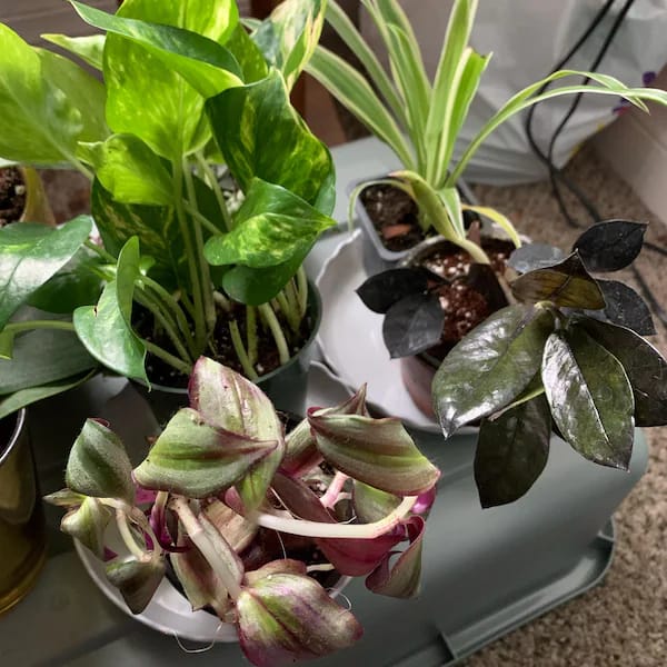 Customer photo review of Raven ZZ plant | Indoor Live Zamioculcas Zamiifolia Raven Plant | Rare Indoor Plant | Zansibar gem | Black ZZ Plant