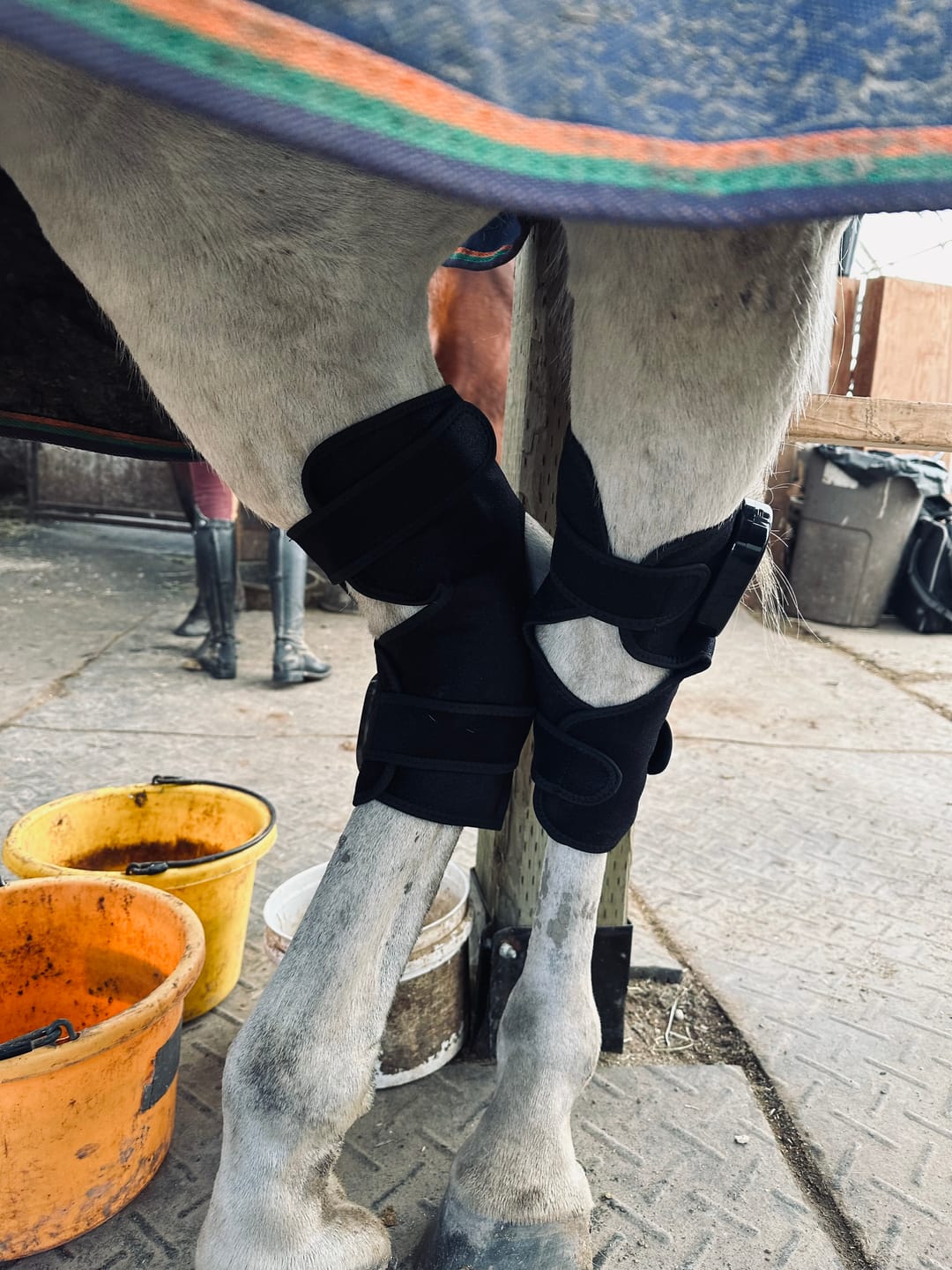 Customer photo review of HorseHalo™  HaloHocks