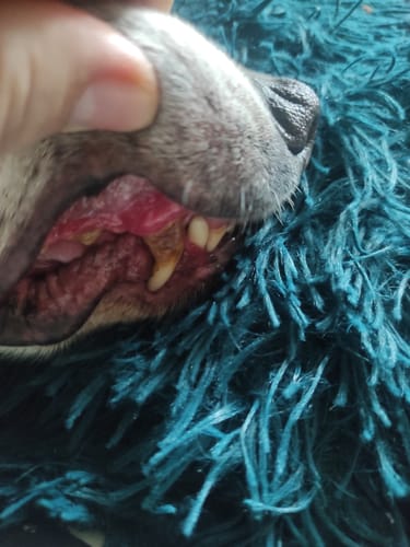 Customer photo review of DentalPaw Kutya és Macska Fogkő Eltávolító Fog és Szájápoló Gél