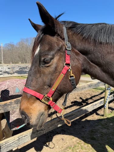 Customer photo review of Personalized Halter