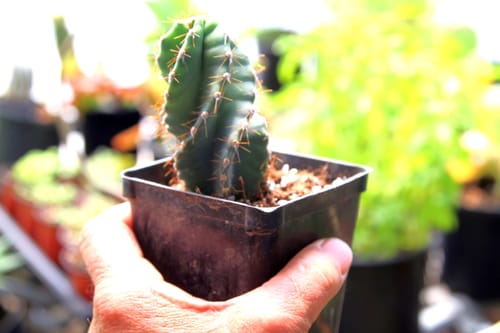 Customer photo review of Cereus forbesii Spiralis | Spiral Cactus