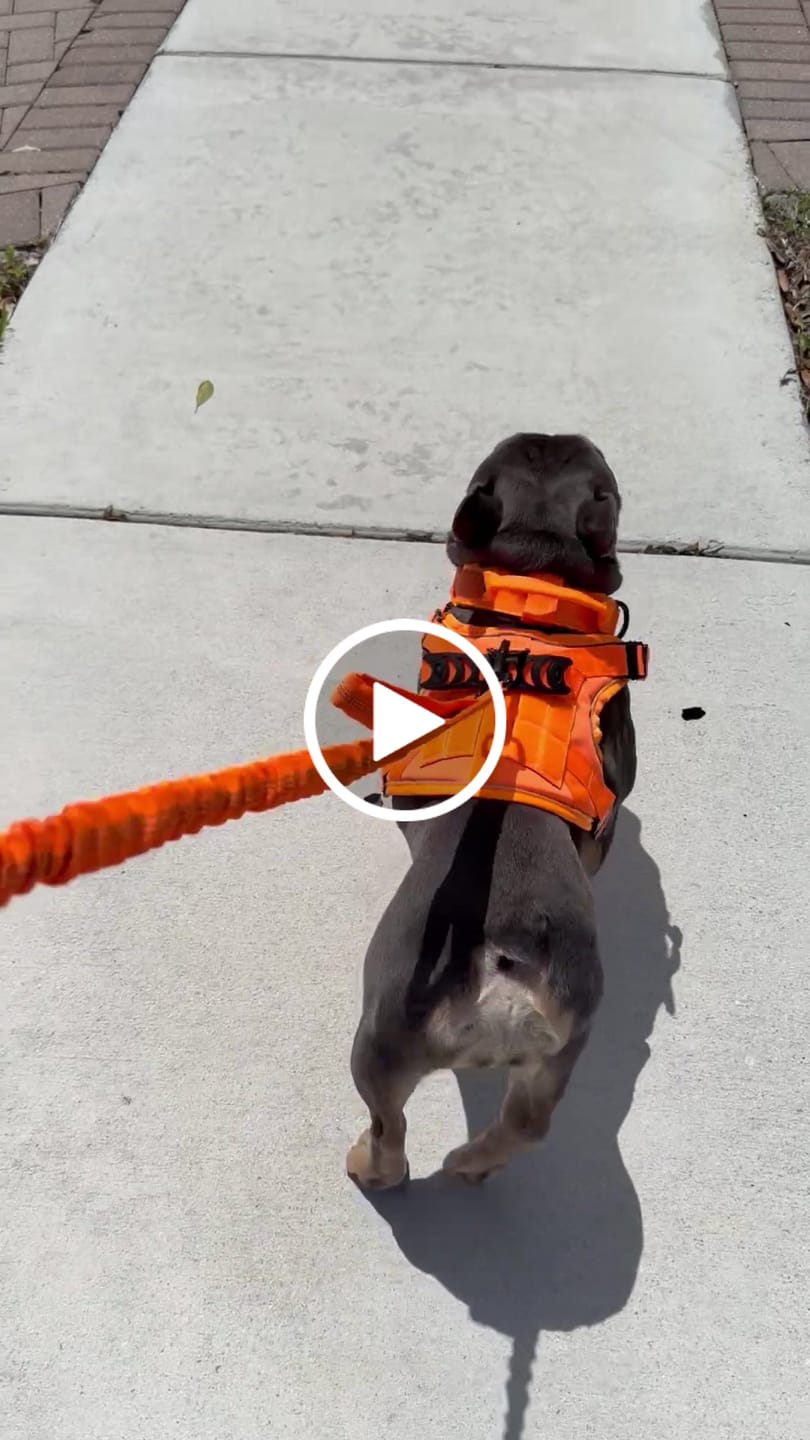 Customer video review of Hook & Loop Patch For Harness
