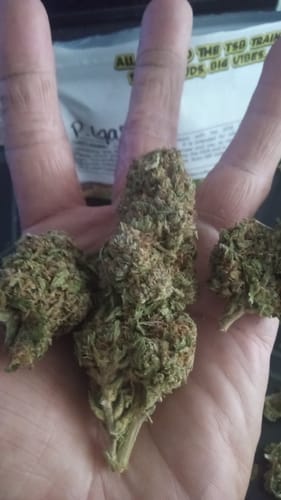 Customer photo review of Permanent Gas THCA Flower