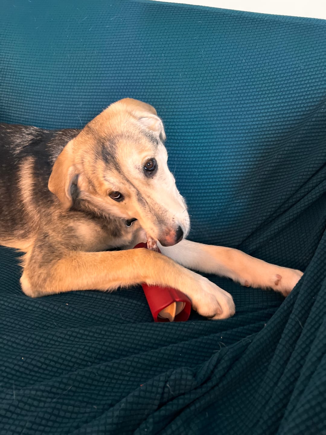 Customer photo review of Bully Stick Safety Holder