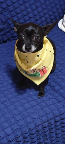 Customer photo review of CT8037 1 Pieza De Gorro Cumpleaños Para Mascota