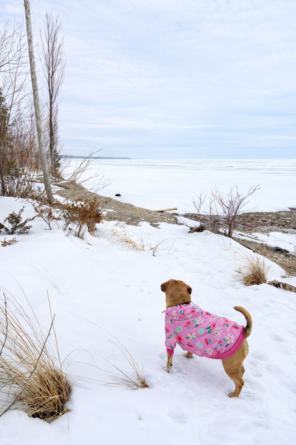 Customer photo review of Blossom Human Hoodie - Pink