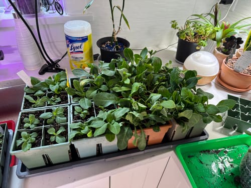 Customer's multi-colored Seed Starting Kit trays filled with healthy green seedlings on a kitchen counter.